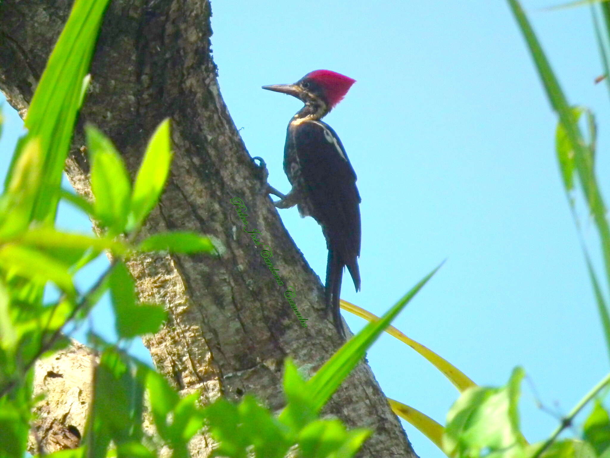 Sivun Dryocopus lineatus lineatus (Linnaeus 1766) kuva