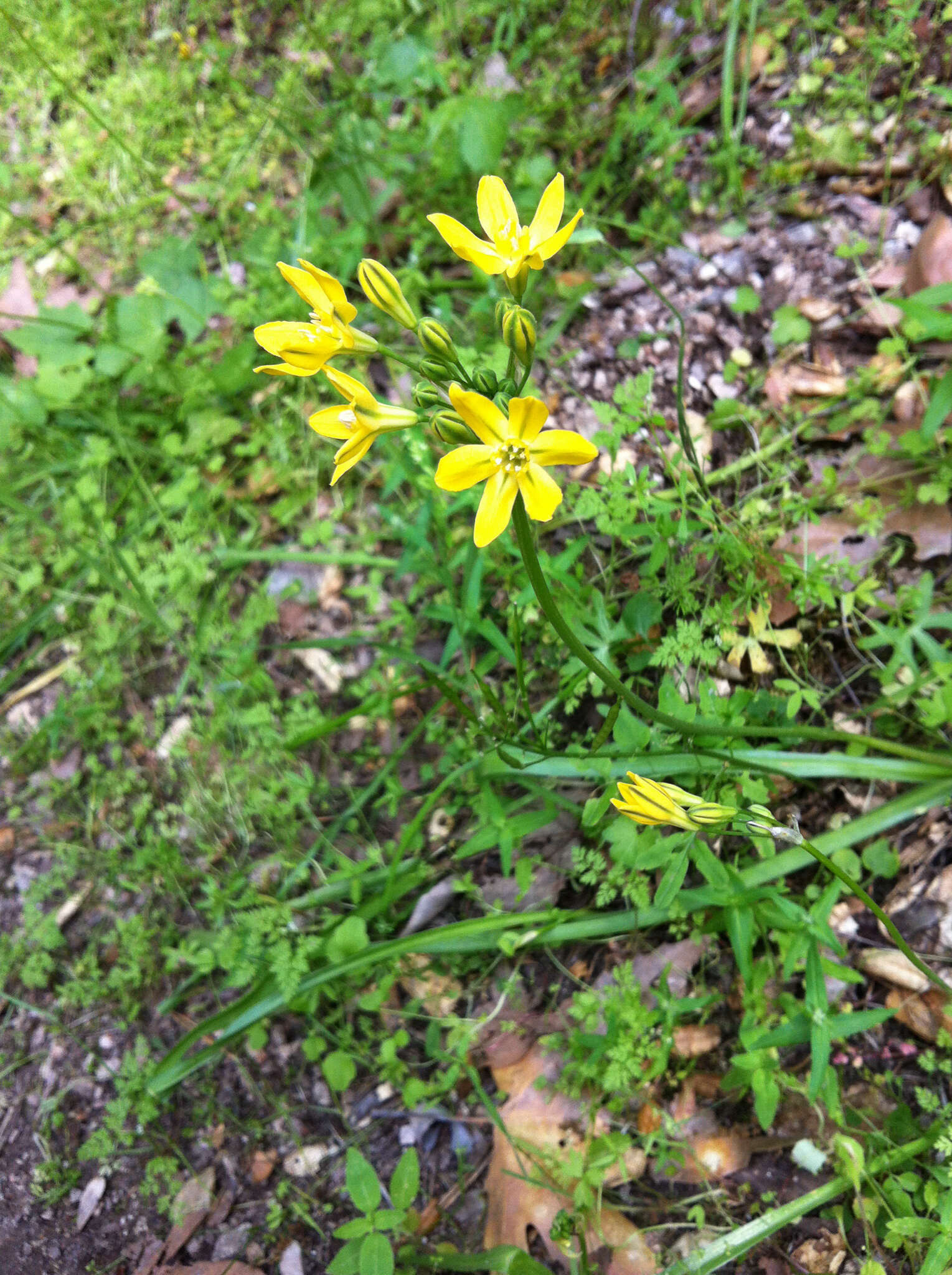 Image of Coast Range triteleia