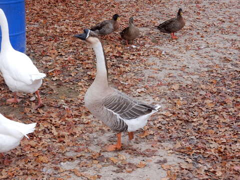 Image of Swan Goose