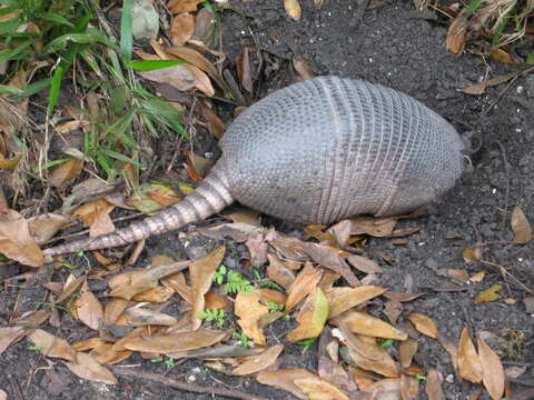 Image of long-nosed armadillos