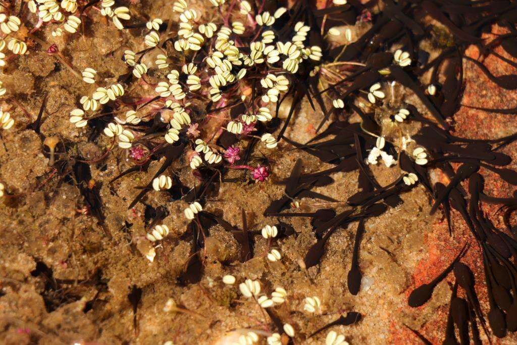 Image of Oxalis oculifera E. G. H. Oliver