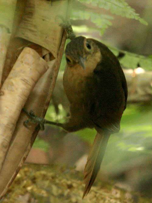 Image of ovenbirds