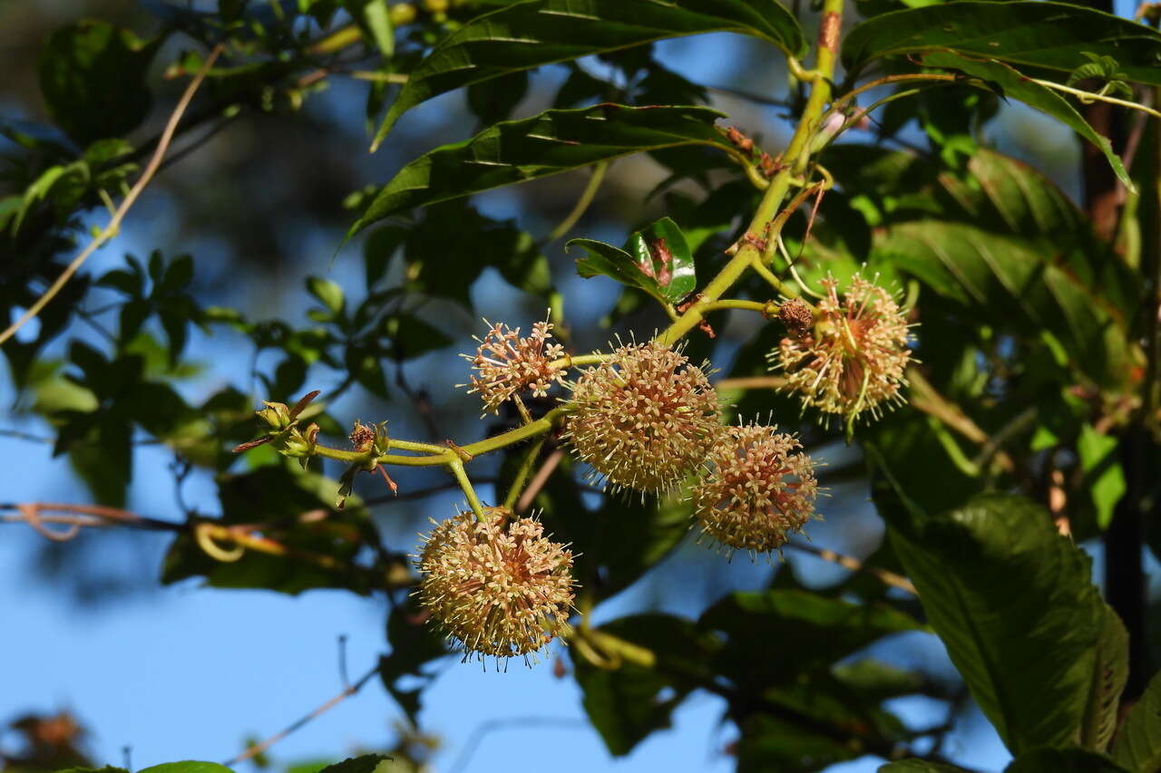 Imagem de Uncaria lanosa var. appendiculata (Benth.) Ridsdale