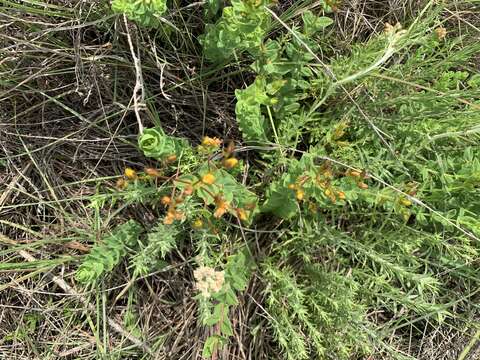 Imagem de Hypericum aethiopicum subsp. sonderi (Bred.) N. K. B. Robson