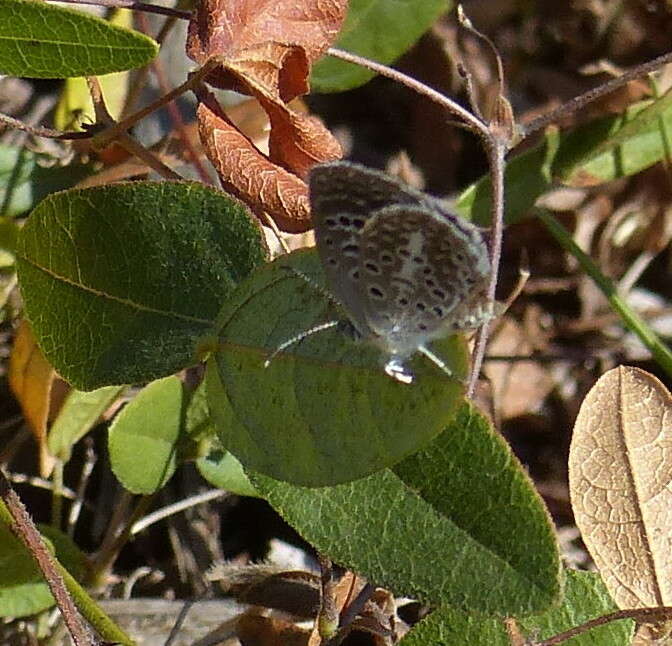 Actizera lucida (Trimen 1883) resmi