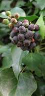 Image of English ivy