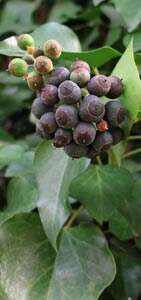 Image of English ivy