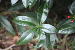 Image of Skimmia