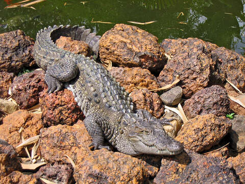 Image of Broad-snouted Crocodile