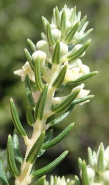 Imagem de Phylica axillaris var. axillaris