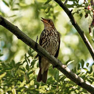 Image of Song Thrush