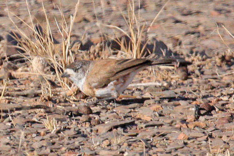 Image of Chestnut-breasted Whiteface