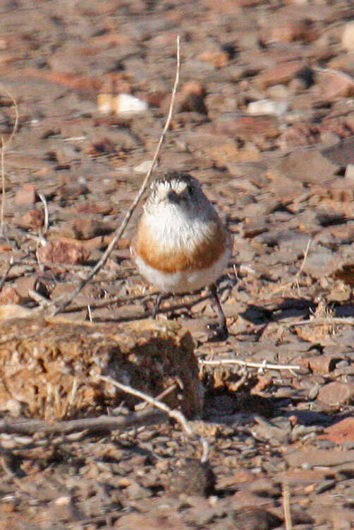 Image of Chestnut-breasted Whiteface