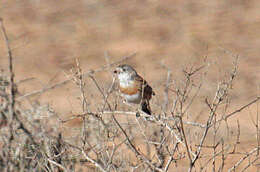 Image of Chestnut-breasted Whiteface