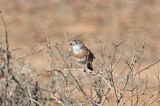 Image of Chestnut-breasted Whiteface