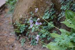 Imagem de Dodecatheon pulchellum var. zionense (Eastw.) S. L. Welsh