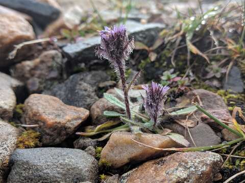 Image of arctic alpine fleabane