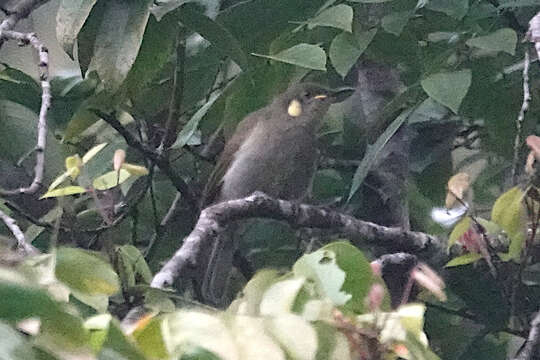 Image of Cryptic Honeyeater