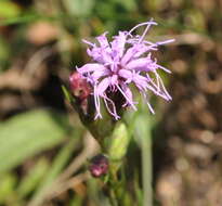 Image of Ontario blazing star