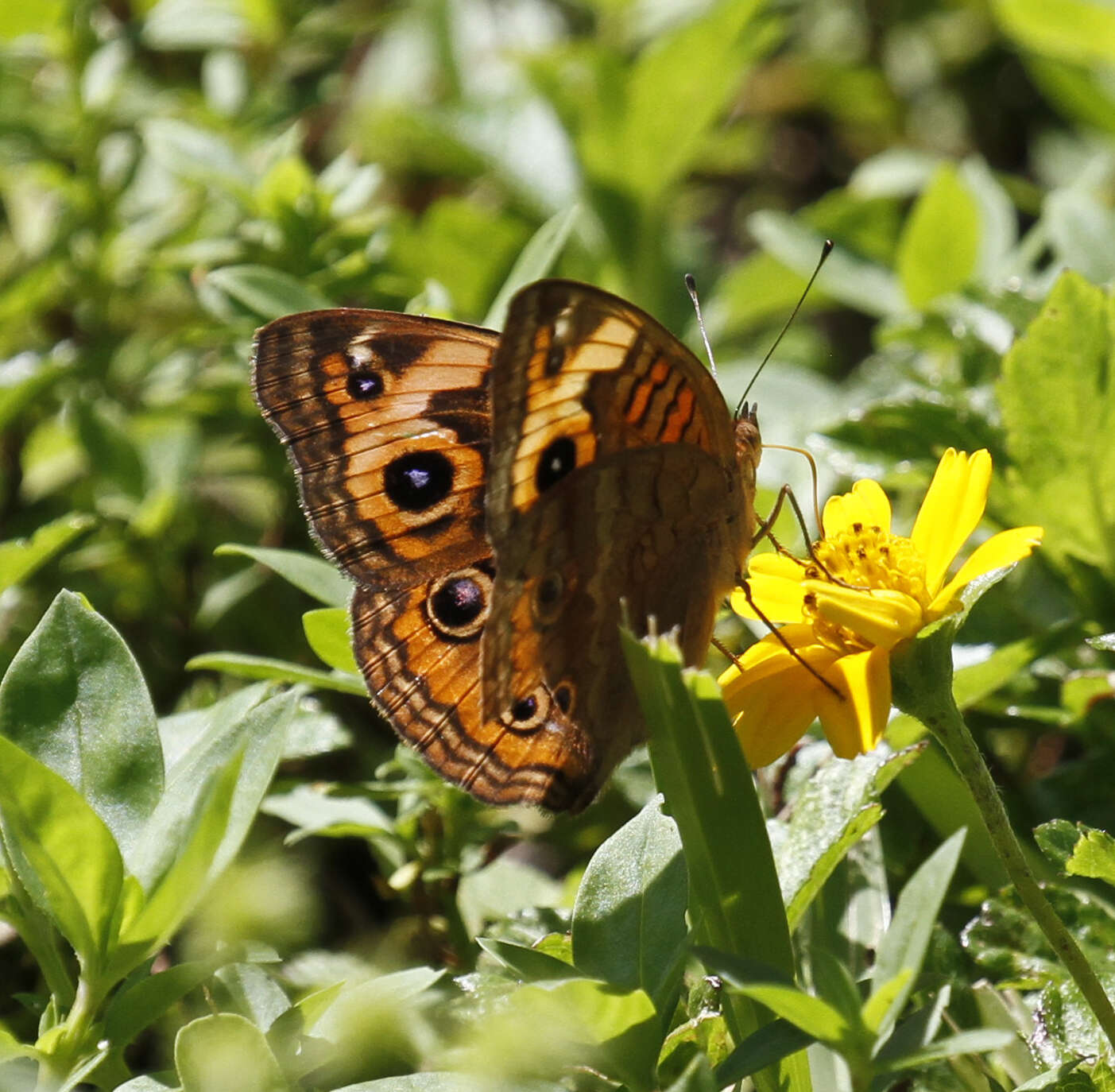 Sivun <i>Junonia neildi</i> kuva