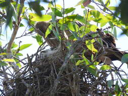 Image of Whistling Kite