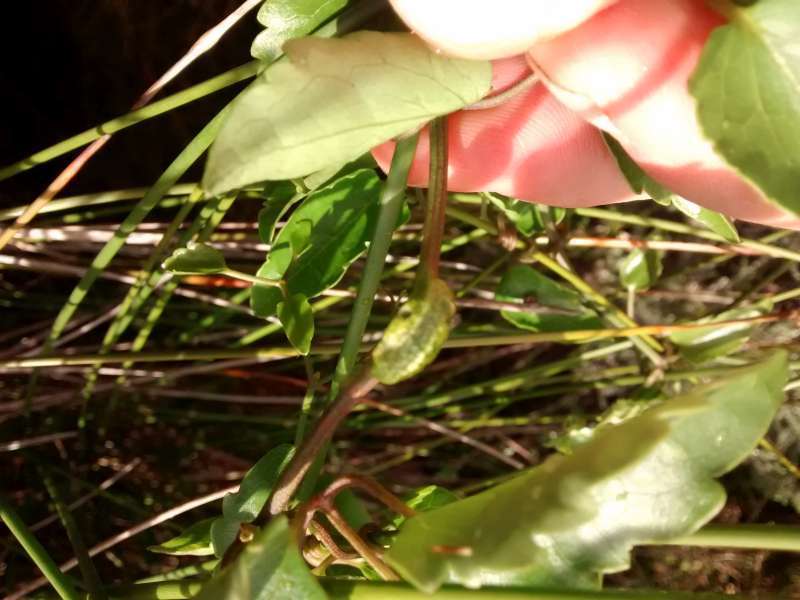 Image of Puccinia otagensis