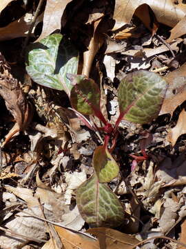 Image of American wintergreen