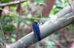 Image de Gobemouche du Yunnan