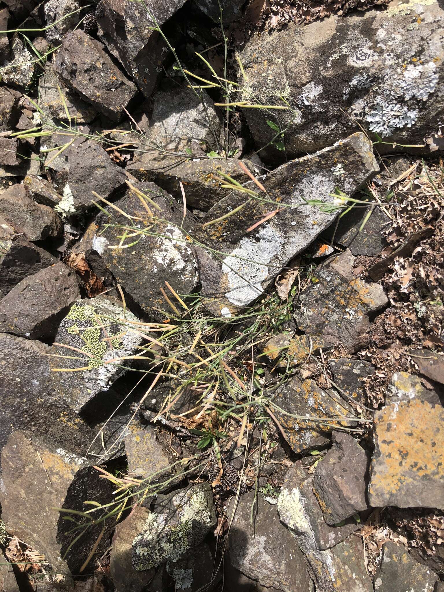 Image of lyrate rockcress