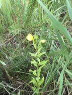 Oenothera rubricaulis Klebahn resmi