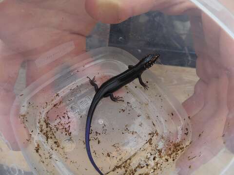 Image of Great Plains skink