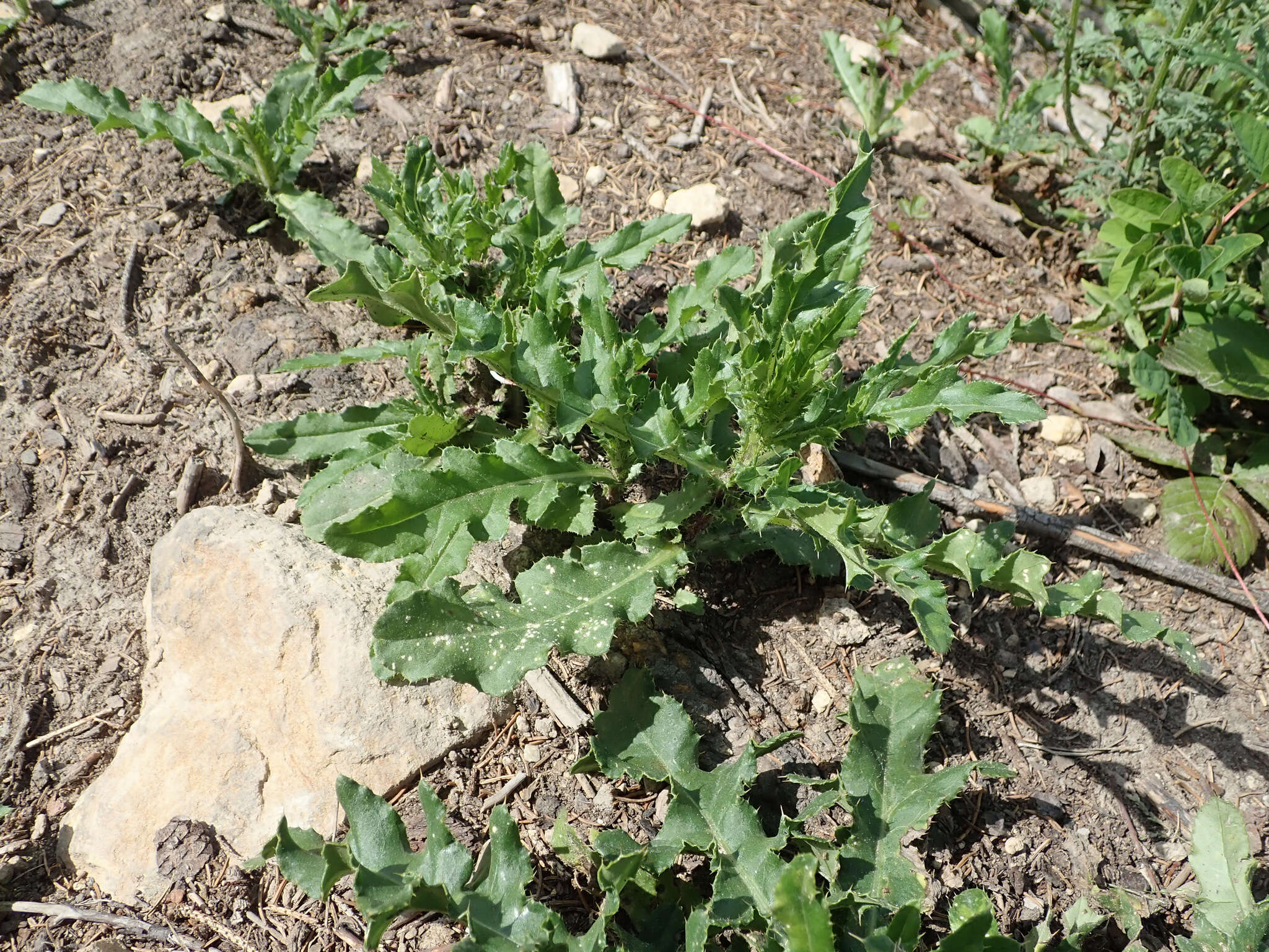 Image of Pustula spinulosa