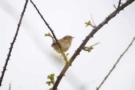 Image of Grass Wren