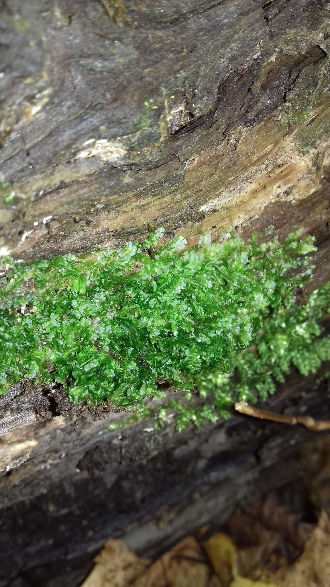 Image of variable-leaved crestwort