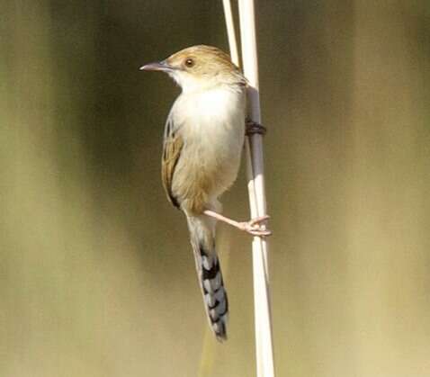 Image of Chirping Cisticola