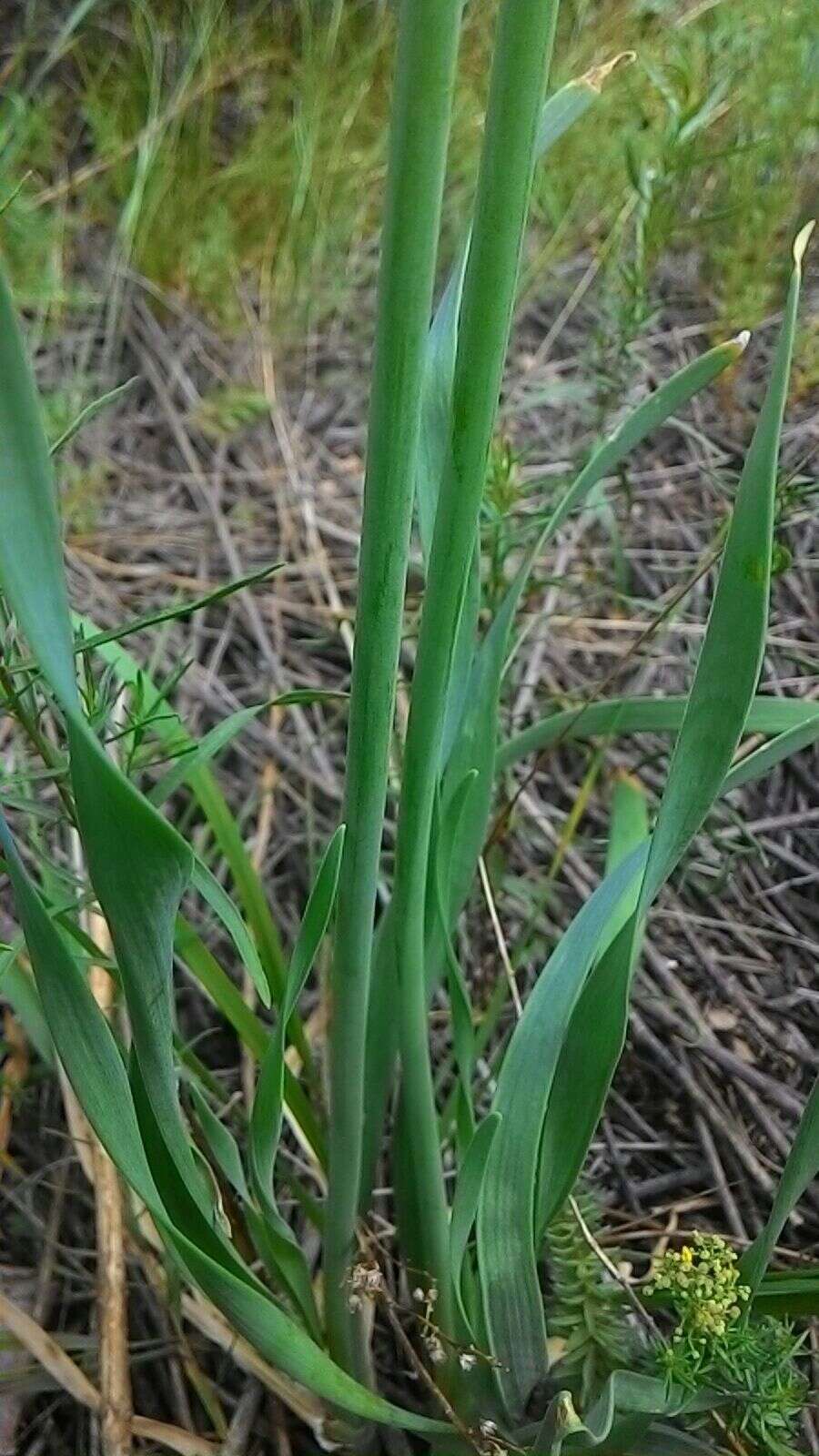 Image of German garlic