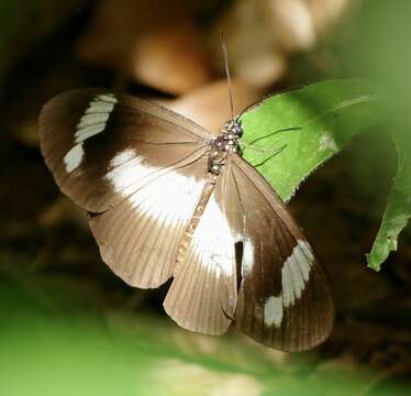 Image of Acraea epaea epaea