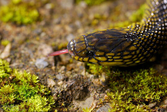 صورة Achalinus formosanus Boulenger 1908