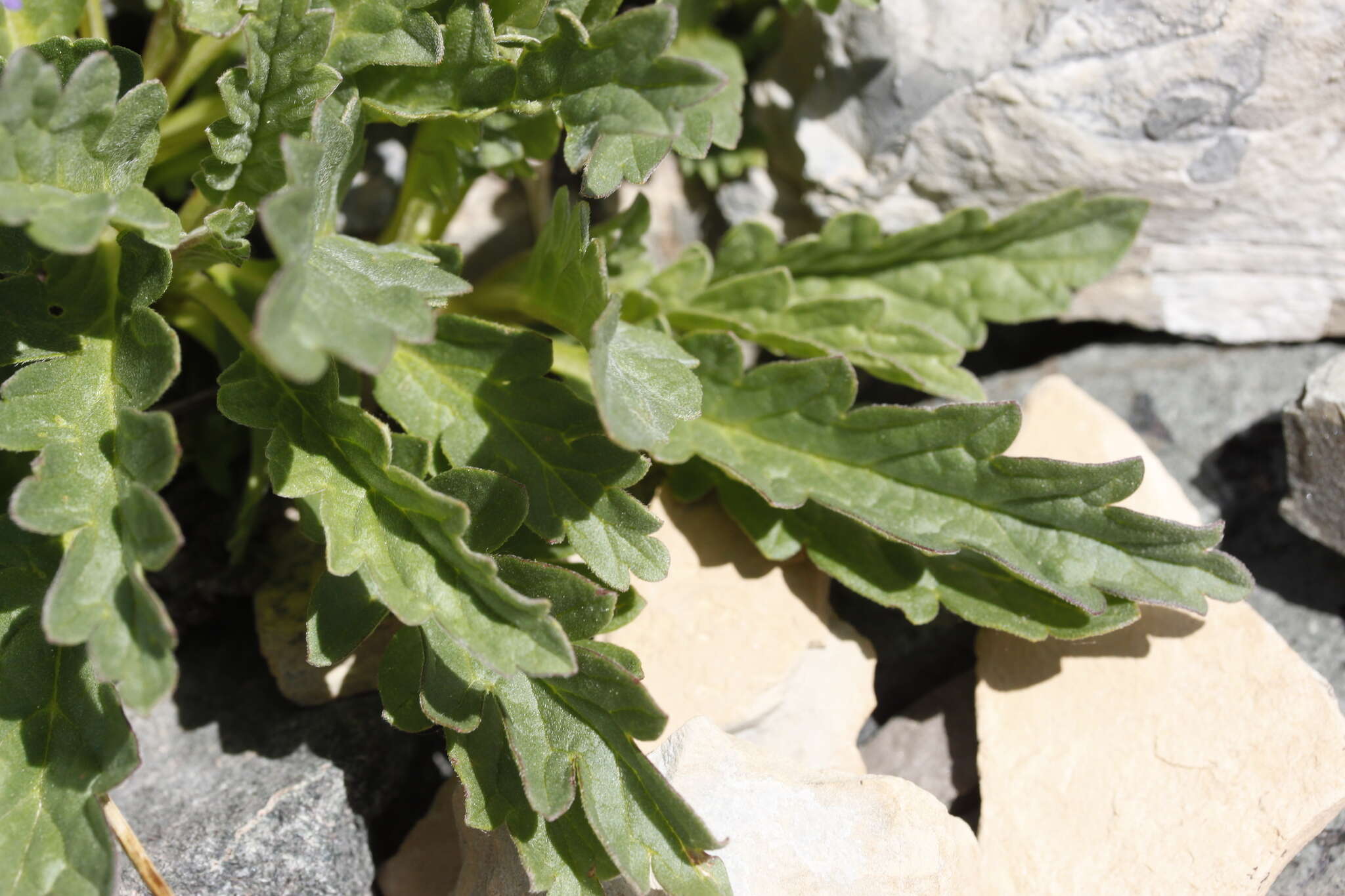 Image de Phacelia lyallii (A. Gray) Rydb.