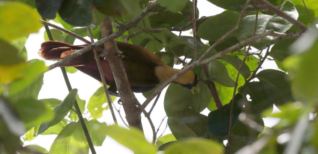 Image of Red Bird-of-Paradise