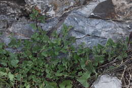 Image de Aristolochia wrightii Seem.