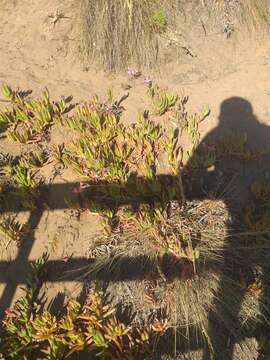 Image of Alstroemeria recumbens Herb.