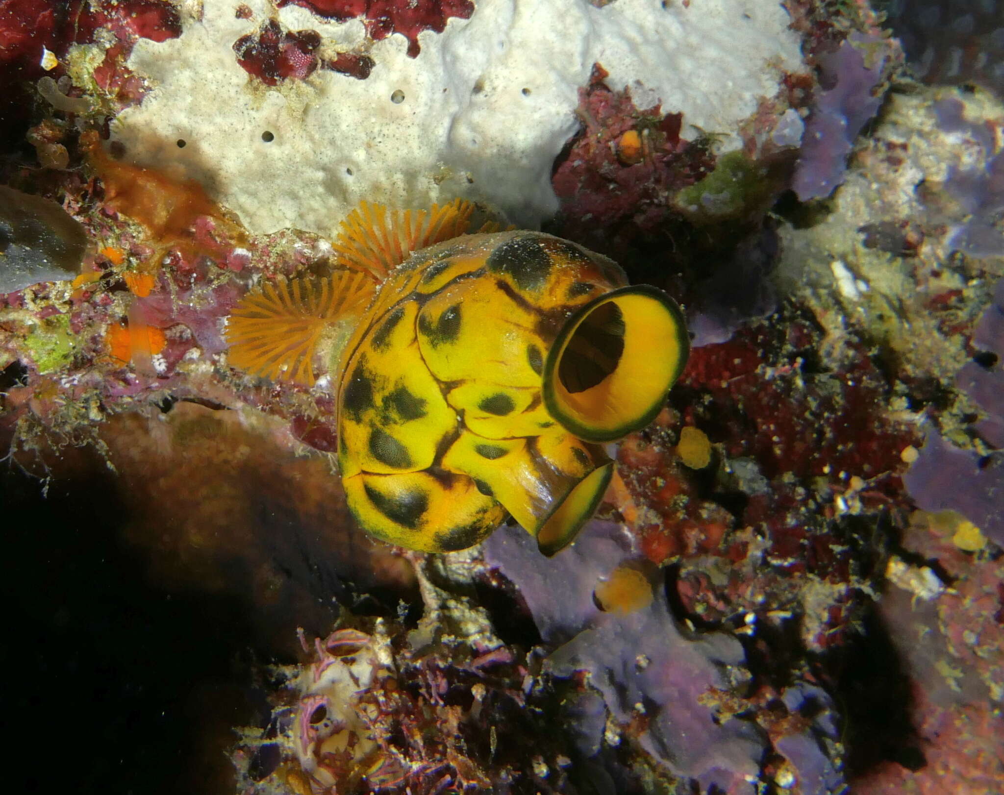 Image de Polycarpa aurata (Quoy & Gaimard 1834)