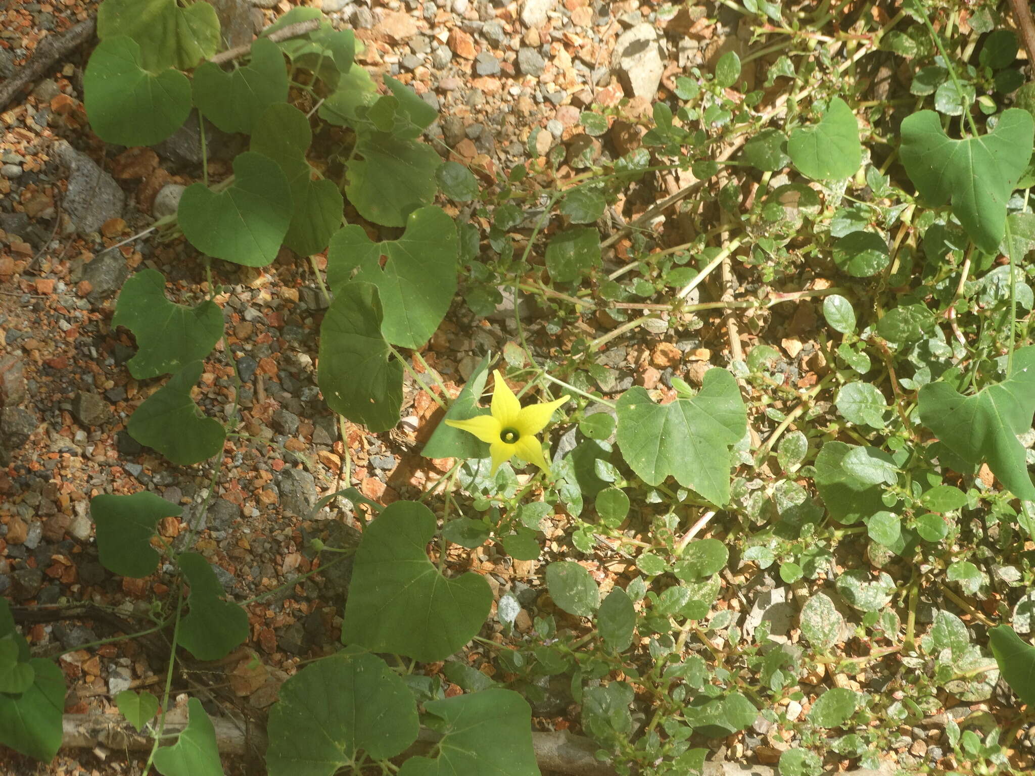 Image of Schizocarpum palmeri Cogn. & J. N. Rose