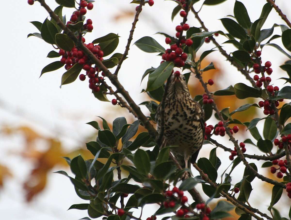 Image of Mistle Thrush