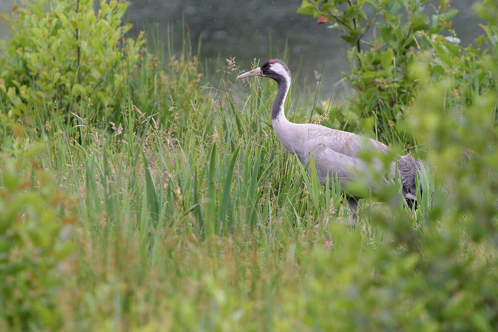 Image of Common Crane