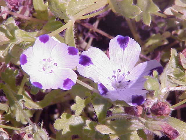 Imagem de Nemophila maculata Benth. ex Lindl.