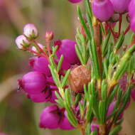 Image of Erica multumbellifera Tausch