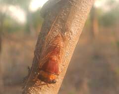 Image de Tryella castanea (Distant 1905)