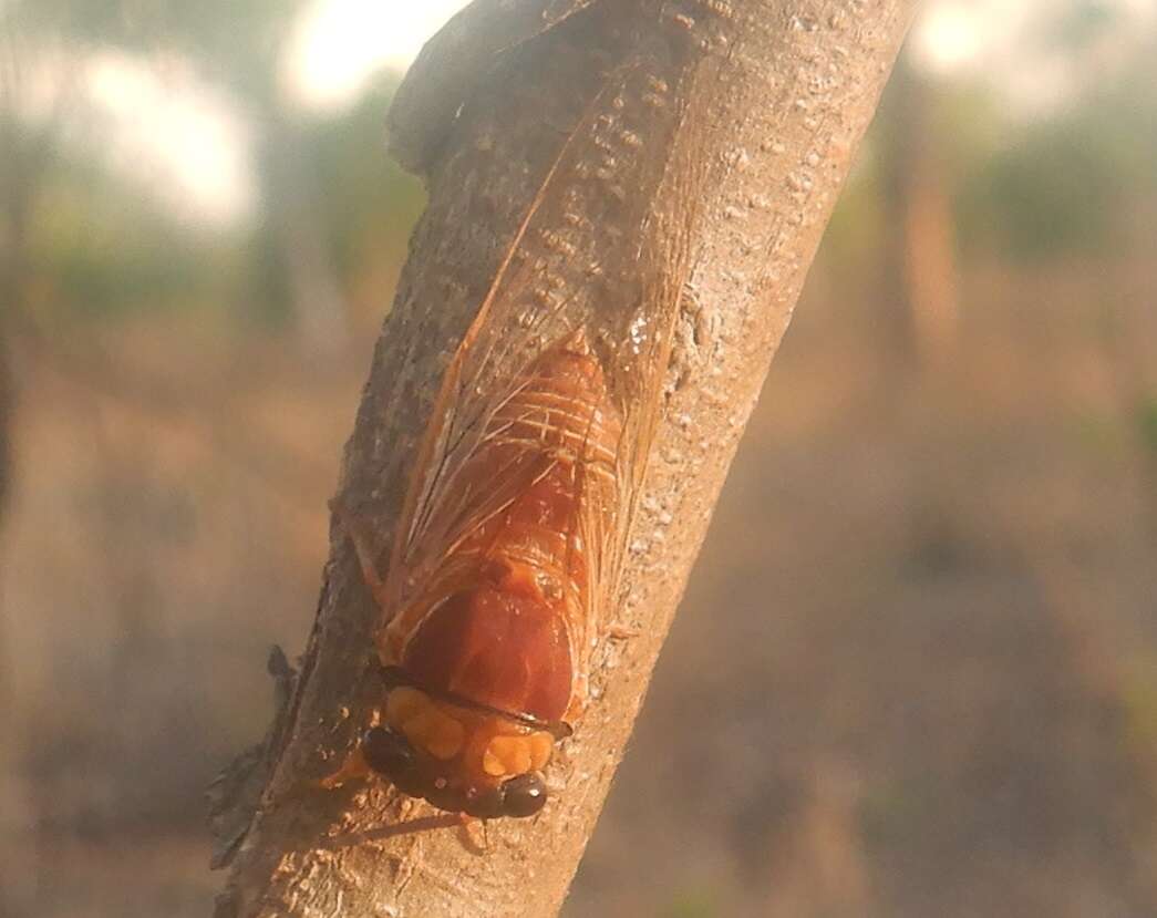 Image de Tryella castanea (Distant 1905)